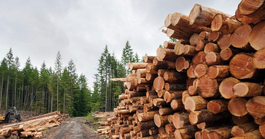 Government Hikes Timber Movement Permits by Over Ksh20,000