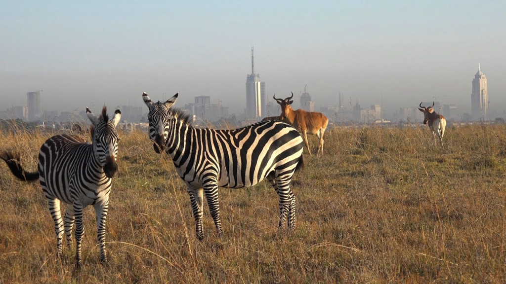 Govt Grants Kenyans Free Access to All National Parks on Saturday