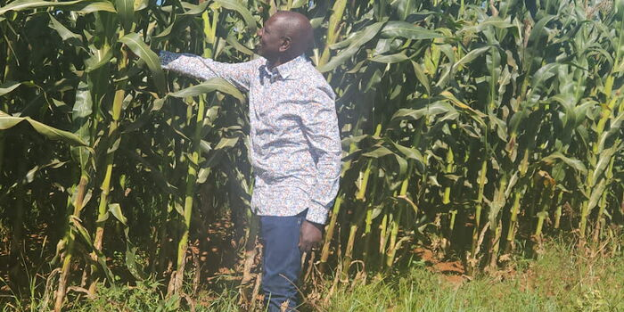 Kenya’s Agricultural Boom Leaves Tanzania’s Maize Market in Limbo