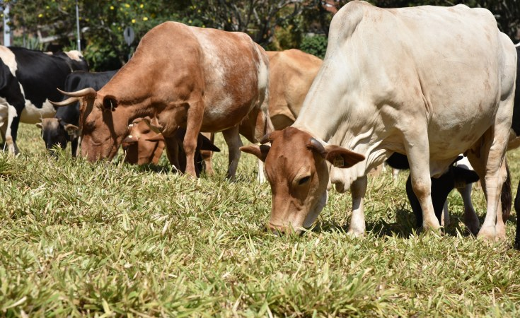 “Mad and Possibly Stupid” – Ruto Slams Livestock Vaccination Critics